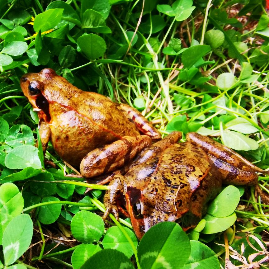 哈尔滨山野林蛙特产店