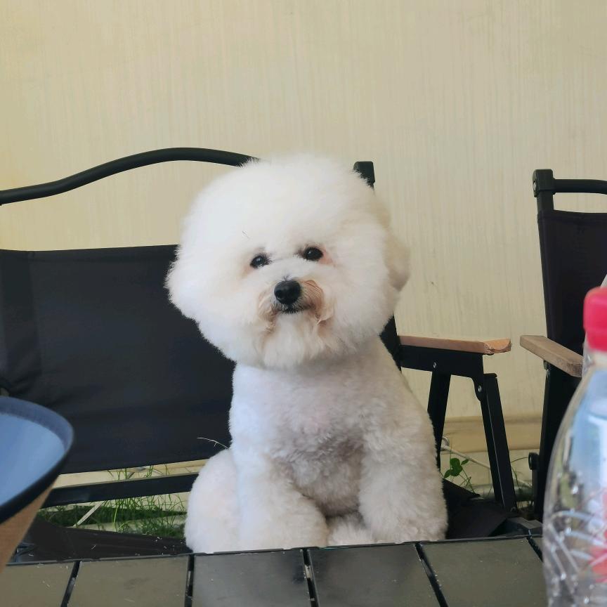 犟 拐 拐