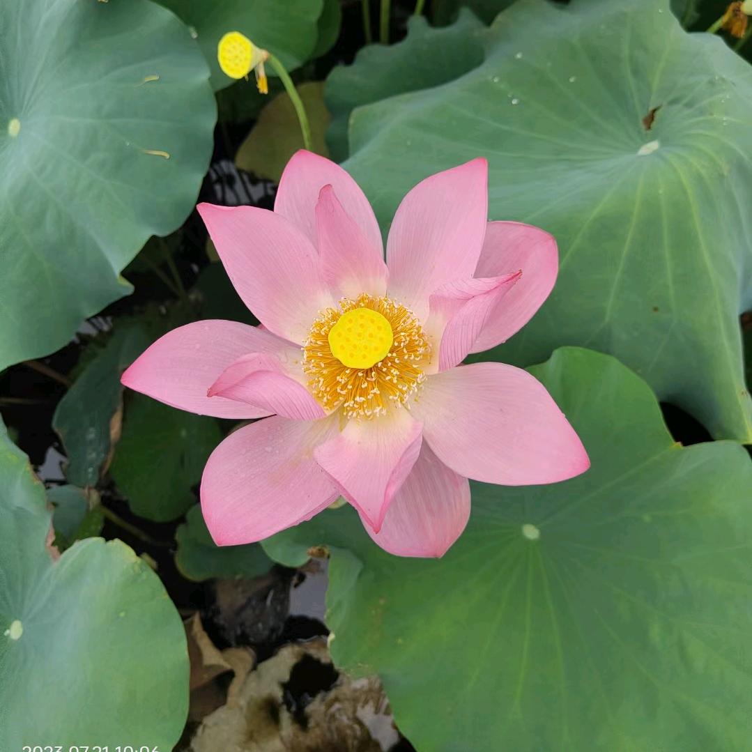 秋天的第一杯咖啡