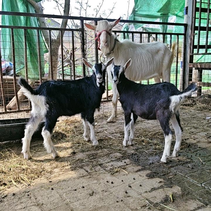 富平莎能奶山羊【开心常随】