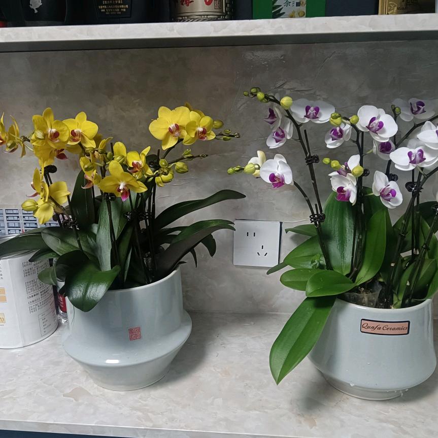 城阳贾姐社区婚恋