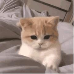 捭阖尝使诸侯惊