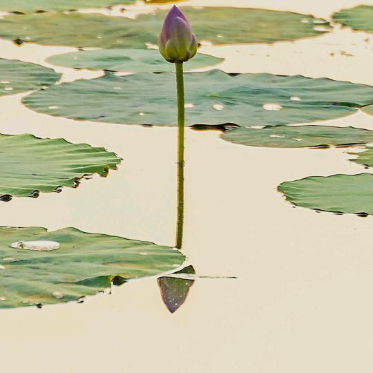 海绵宝宝Visa