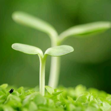 武丽花批发化肥种子