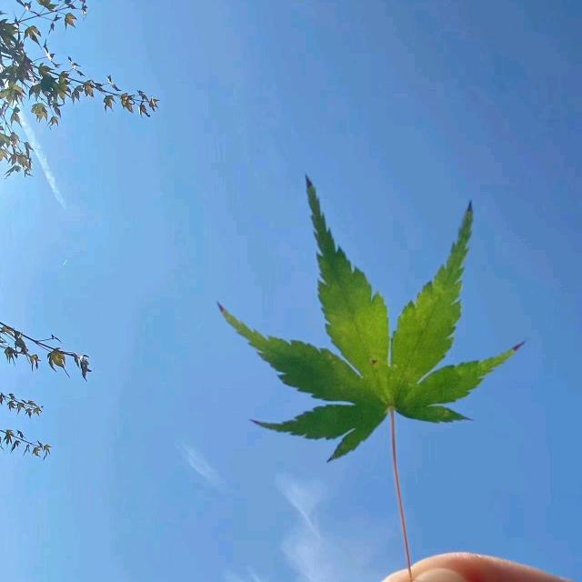 纪晓岚