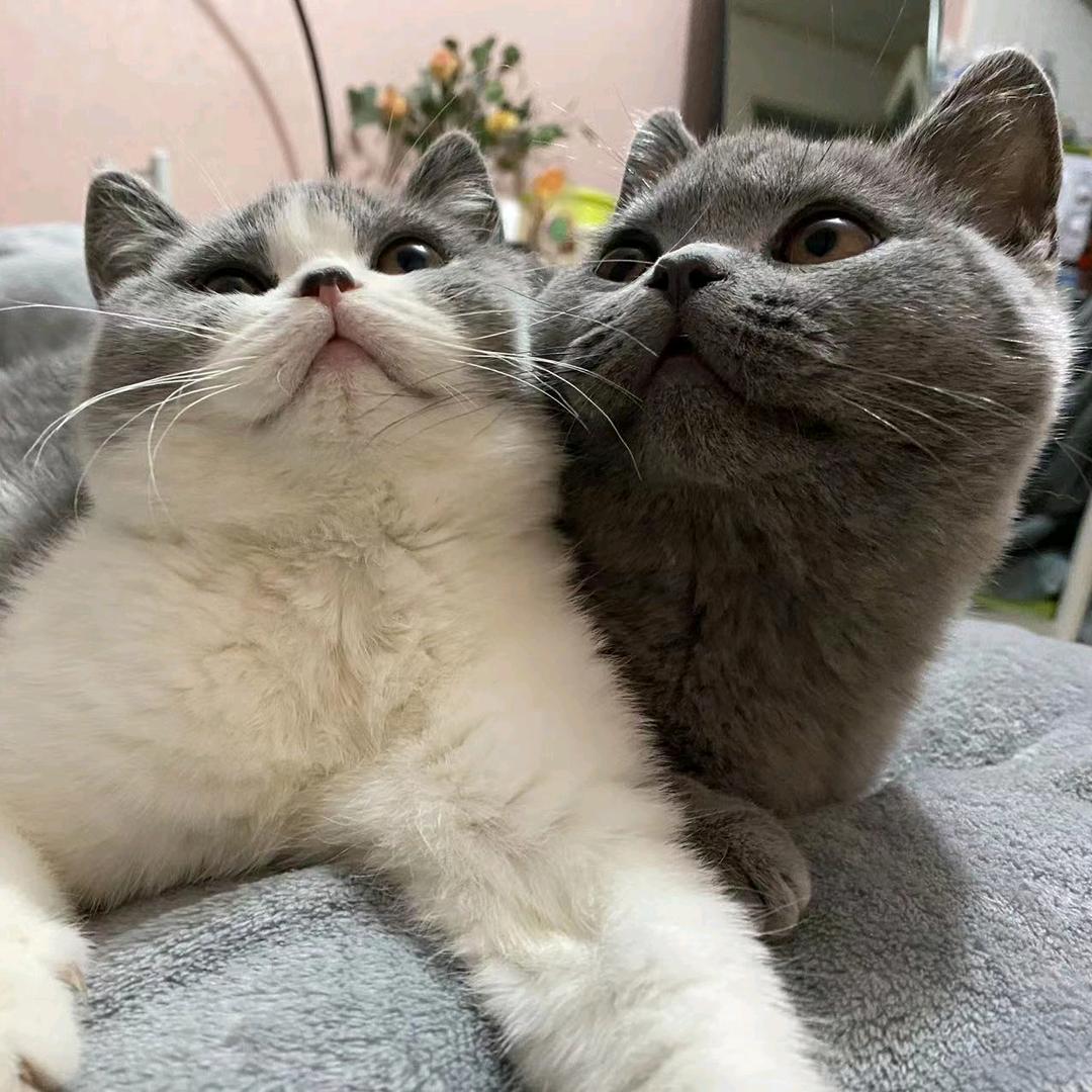 大馋猫虎爸