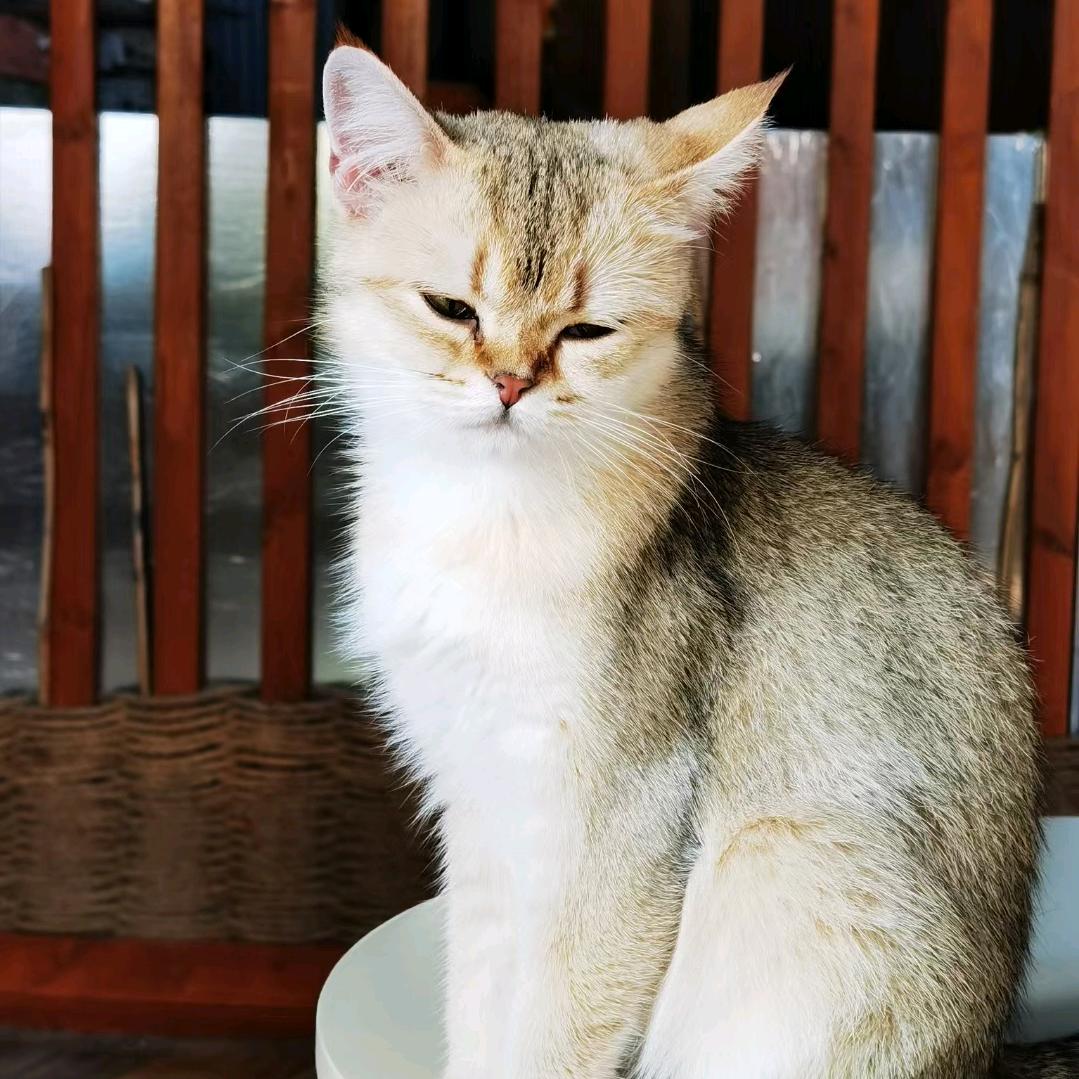 柚子不是抽子