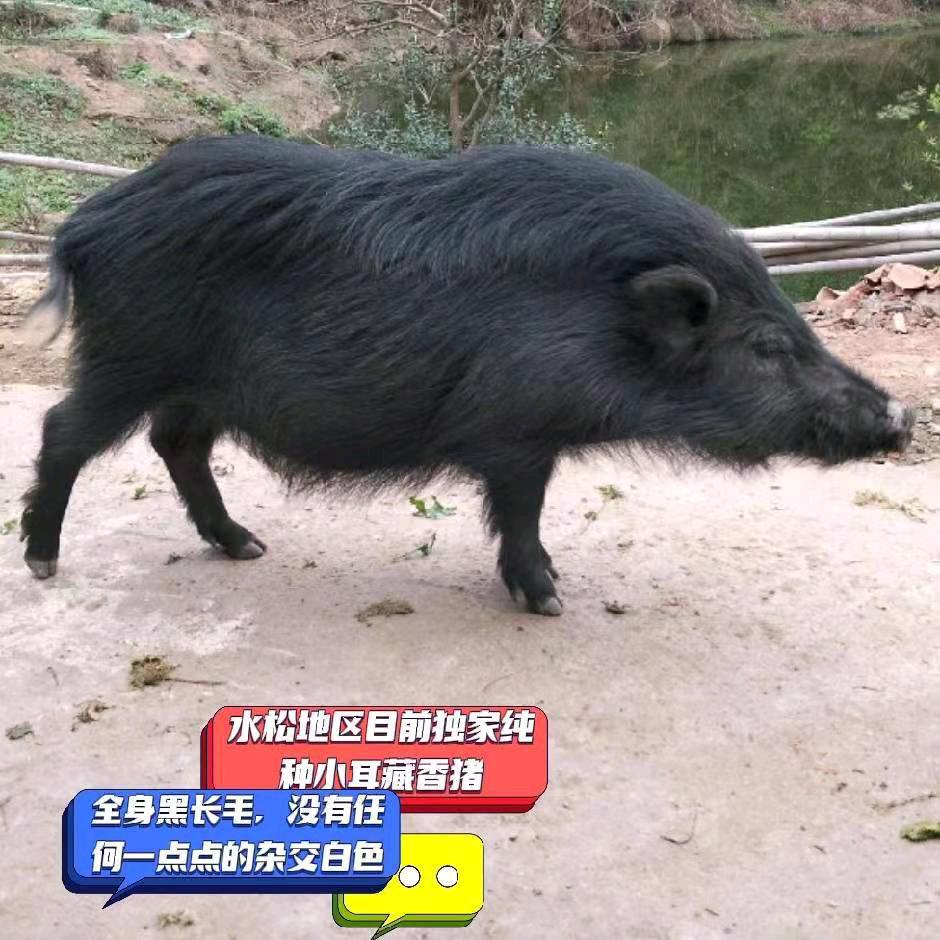 三江口藏香猪、钟为