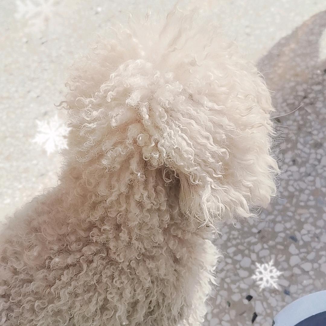 屠二狗