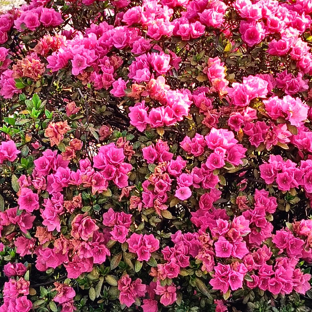 🌺花好🌙月圆