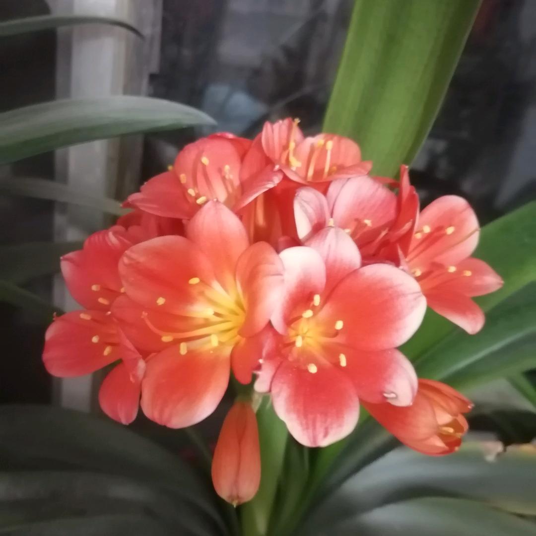 果果