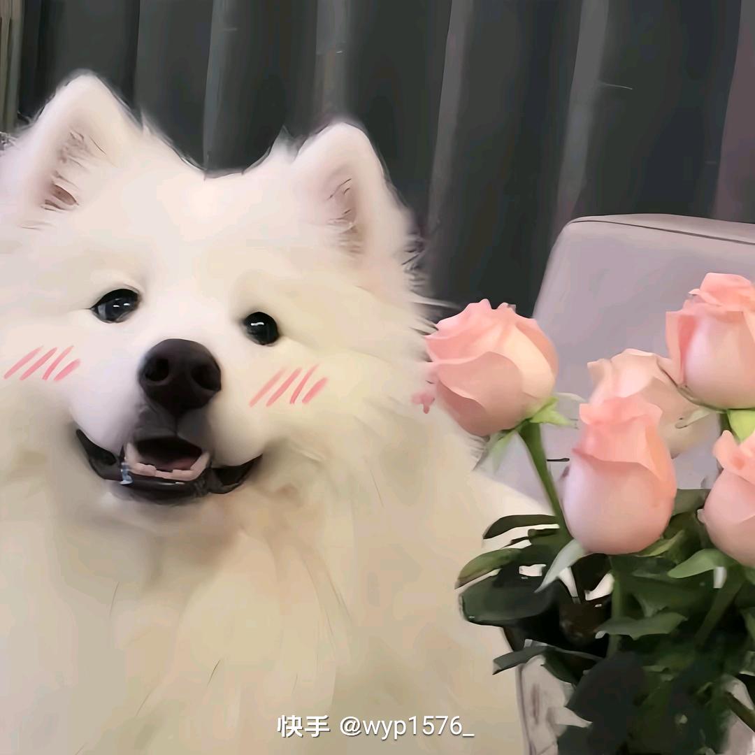 摆烂鱼