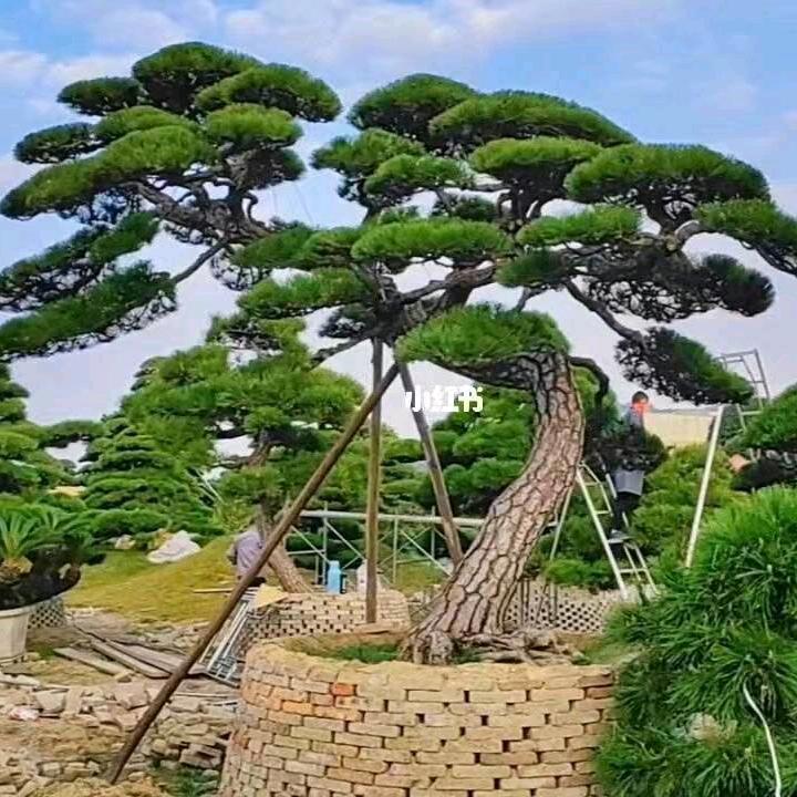 鸣时黑松景观松