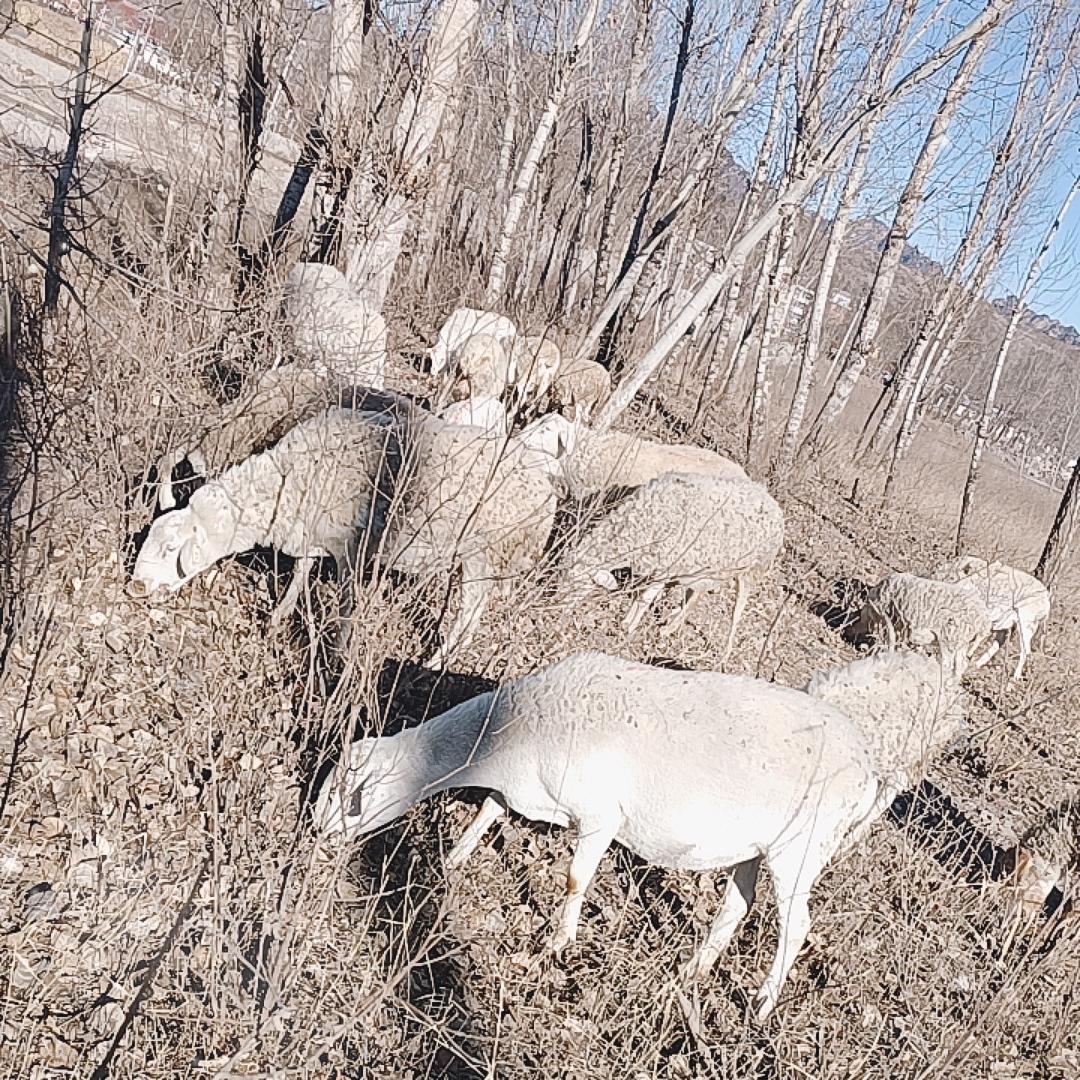 90后养羊创业小夫妻