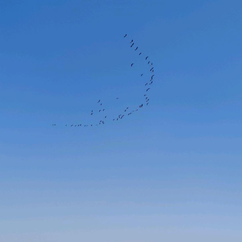 南飞雁