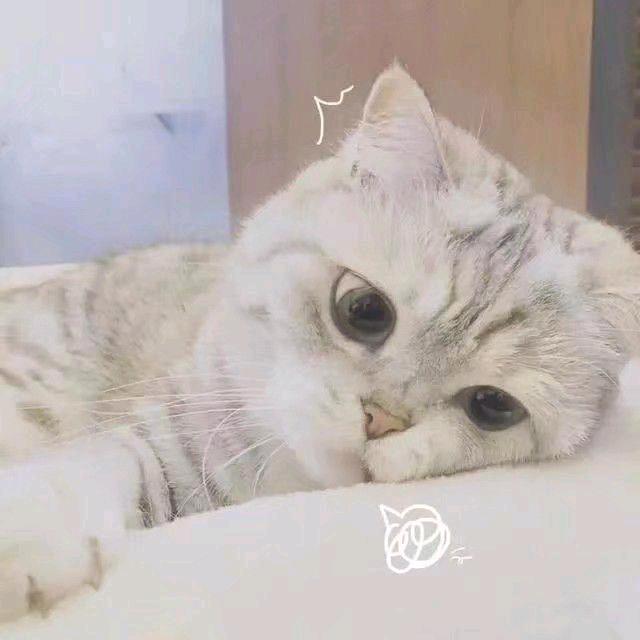 云朵小猫🐱