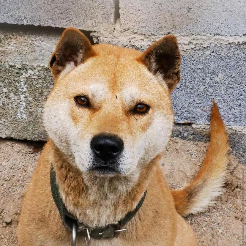 广西桂林土猎222