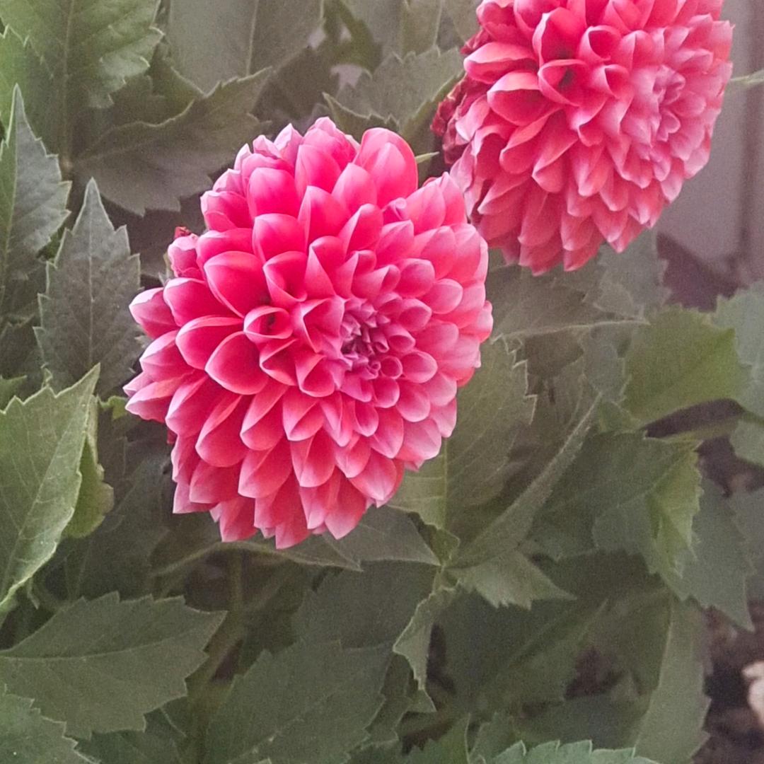 爱你呦，我是你的小可爱