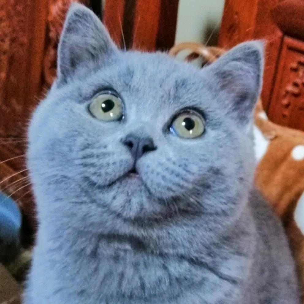 麦穗子