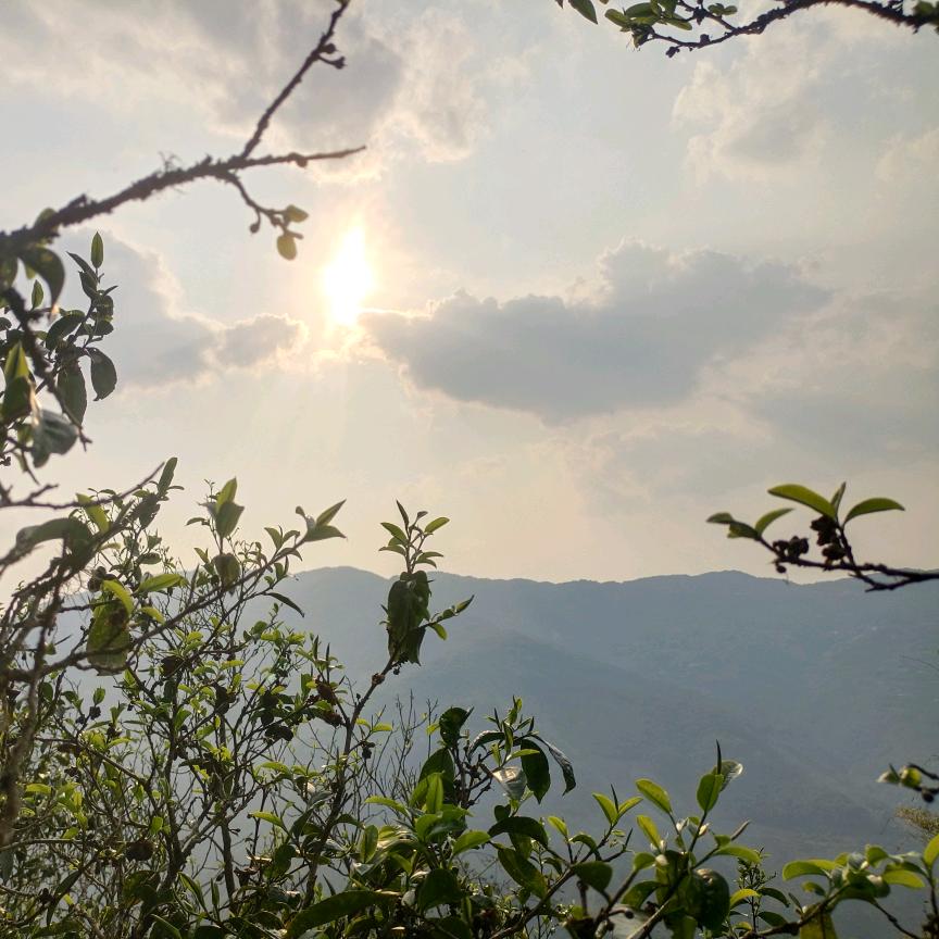 普洱阿表嫂