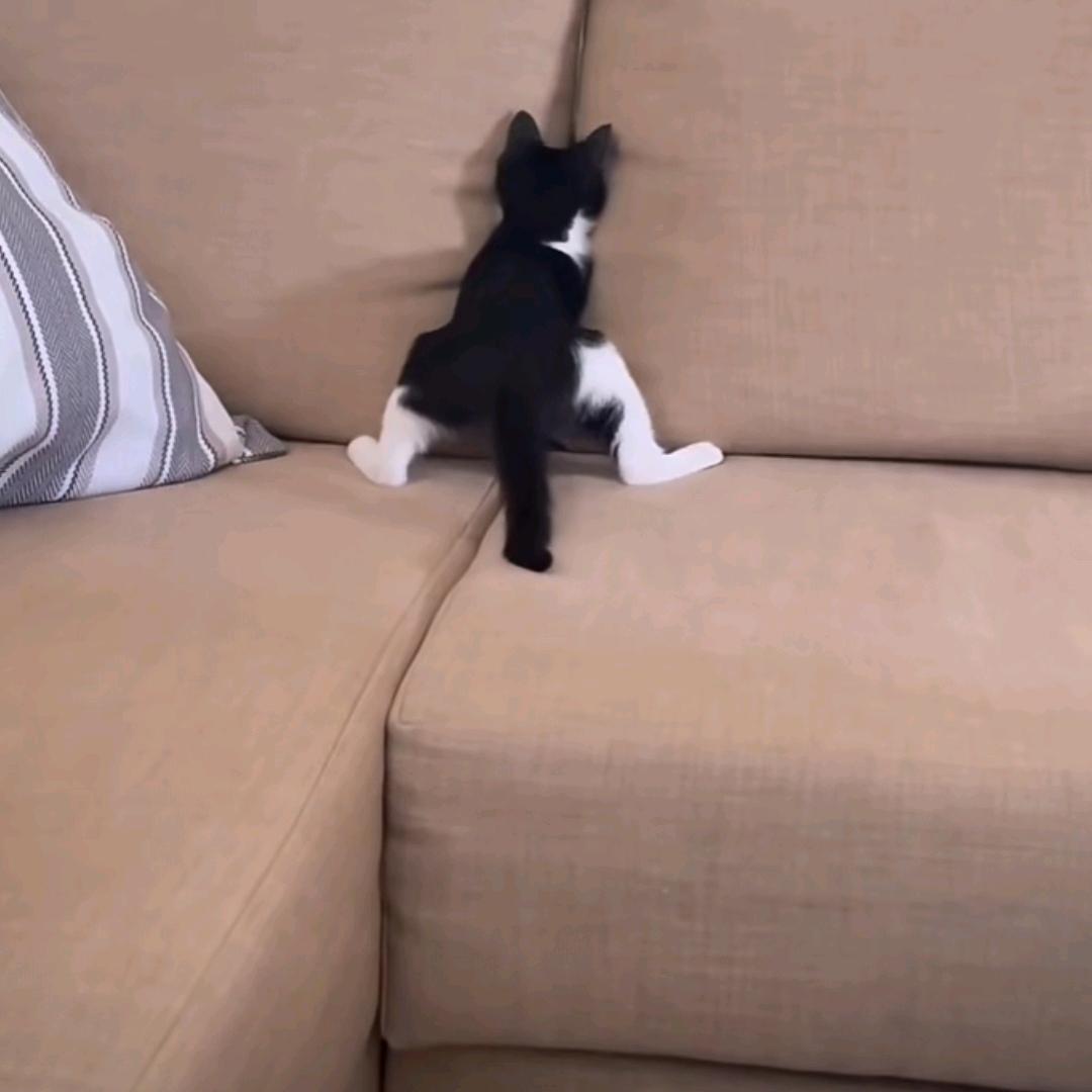 小杜不能没有小肚