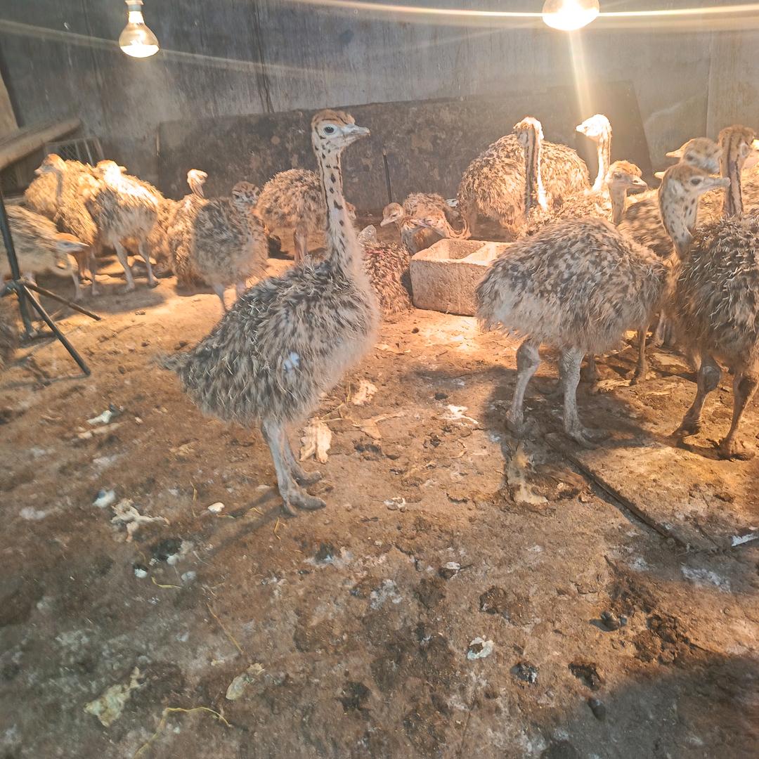 鸵鸟孔雀养殖场