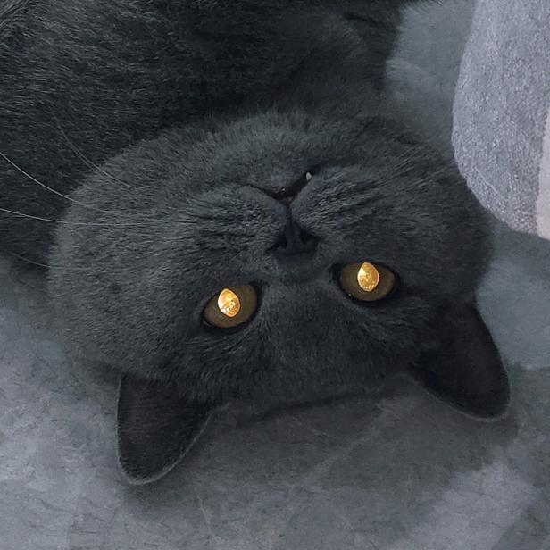 看见小猫咪的嘴巴就想亲怎么办？