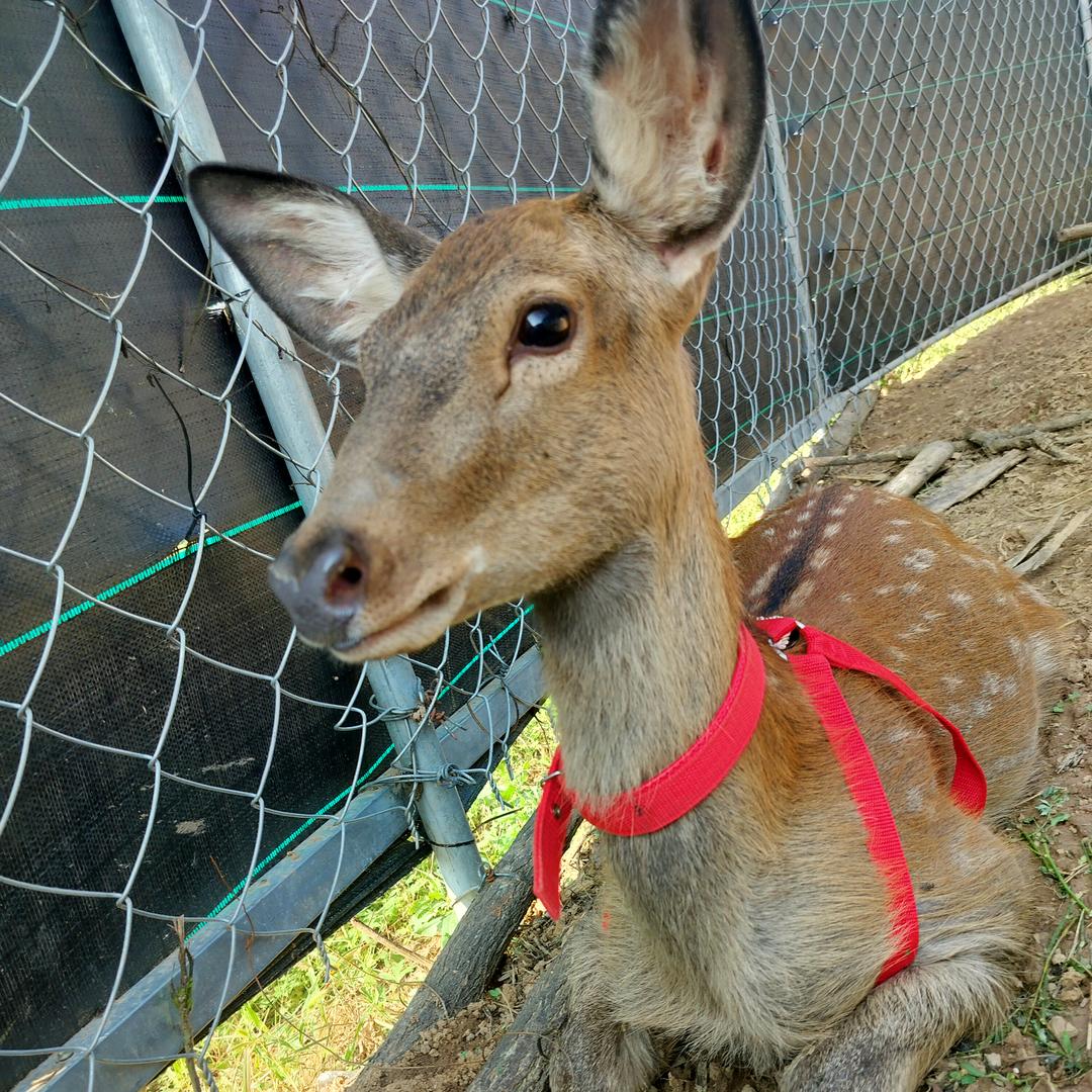 御鹿