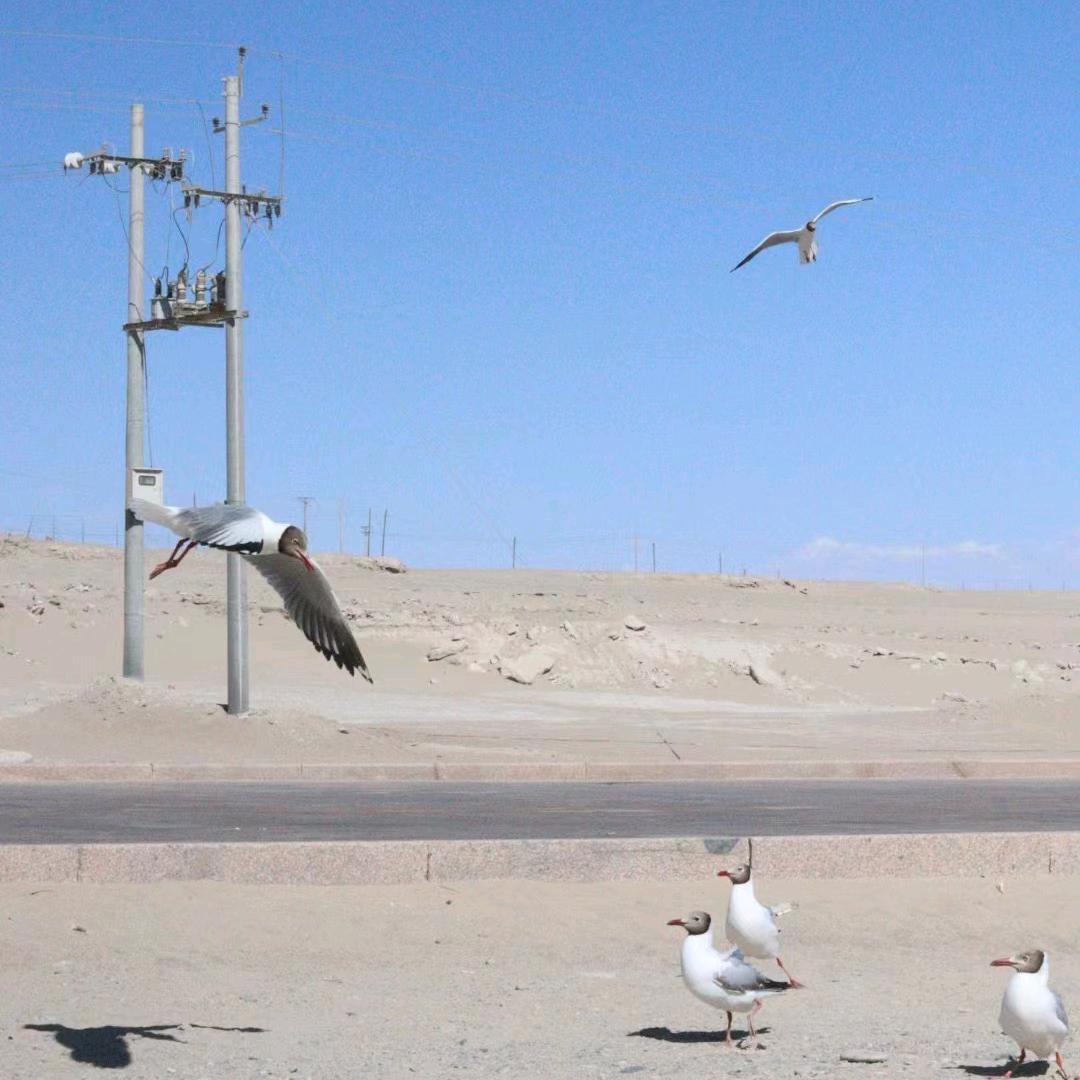 Ache（无畏契约）