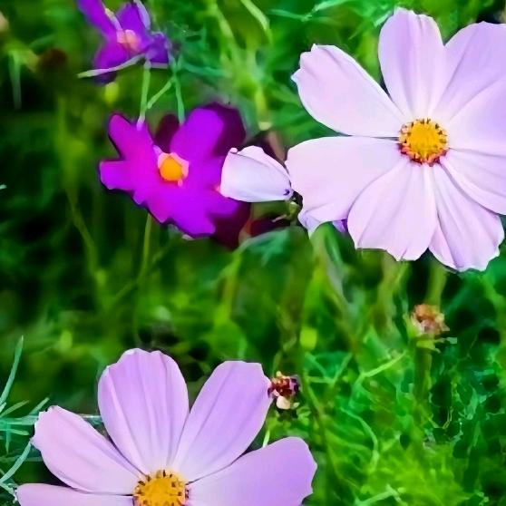 花开花落🌸