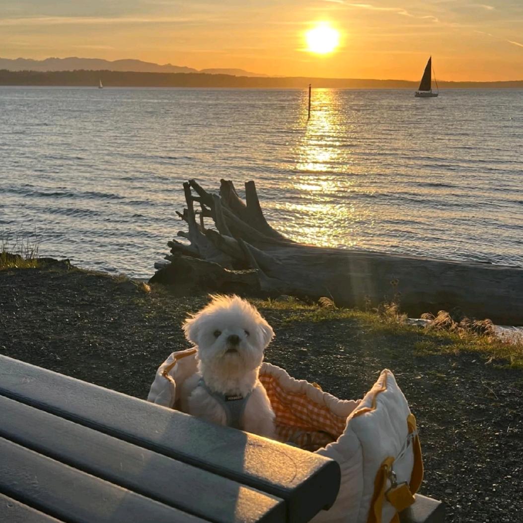 暴躁的胡椒囡囡