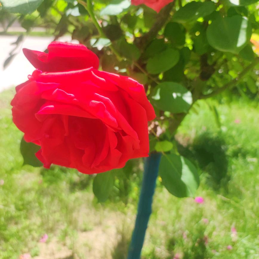 美景如画