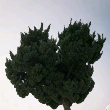 小米之家(雄峰城店)fdgh59d6h5tzx直播号