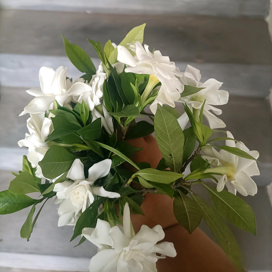 栀子花开
