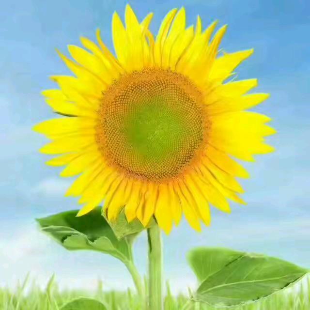 @@阳光总在风雨后