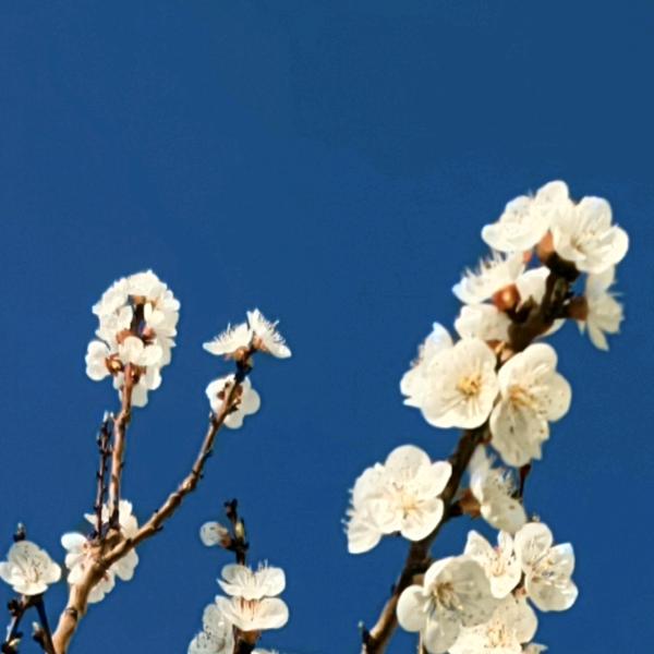 庆、『庆』头像
