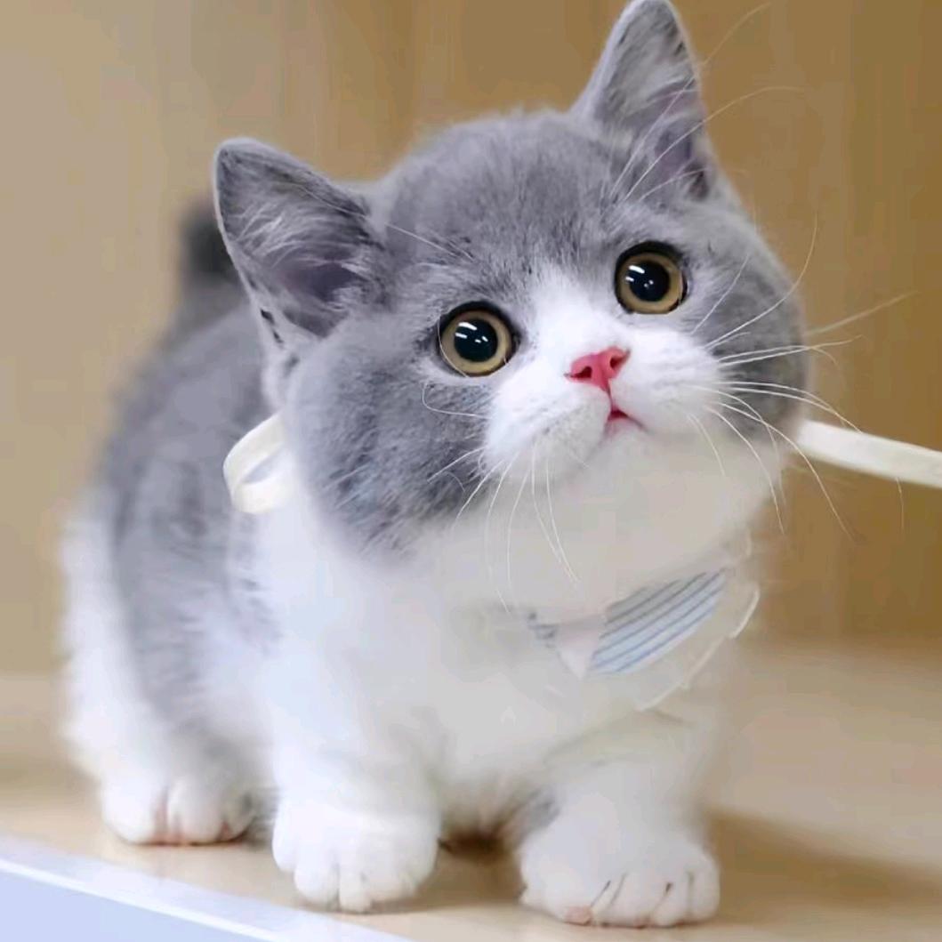 缘姐宠物猫（3号）