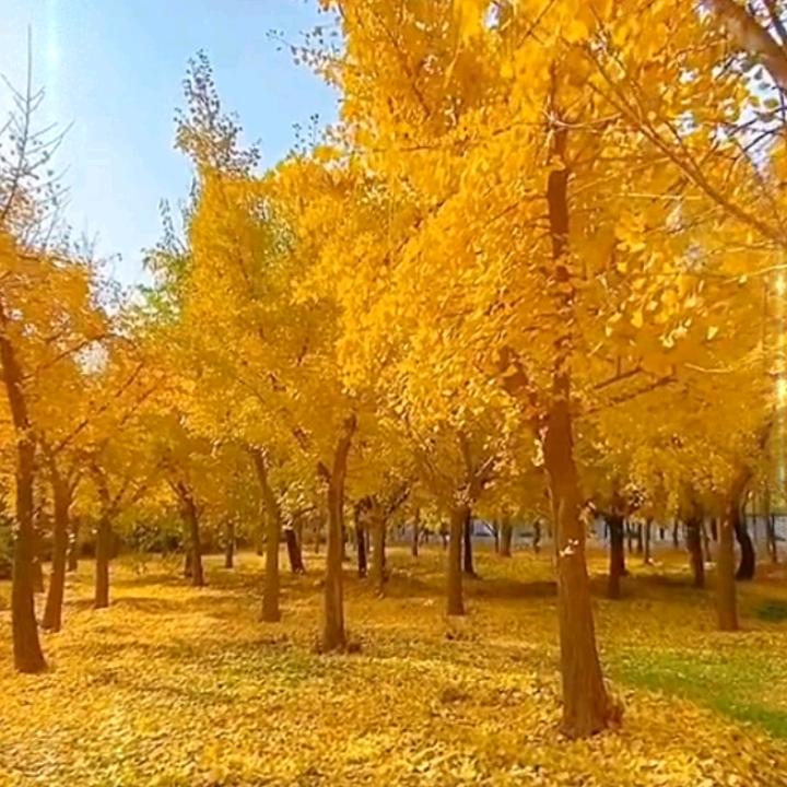 宁静致远