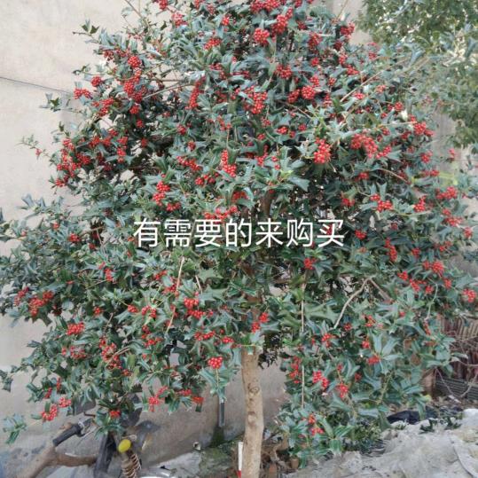 幸福一家人