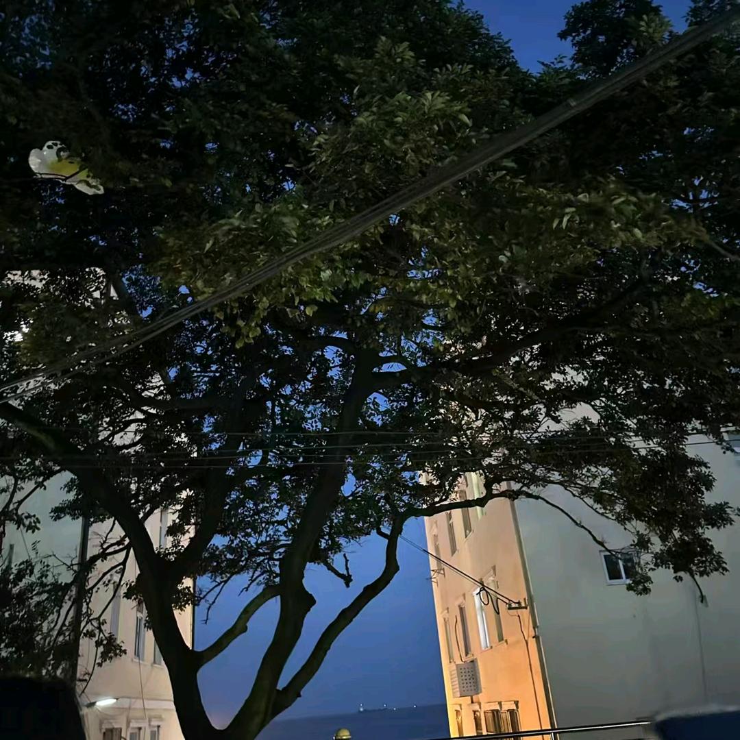 清晨的阳光