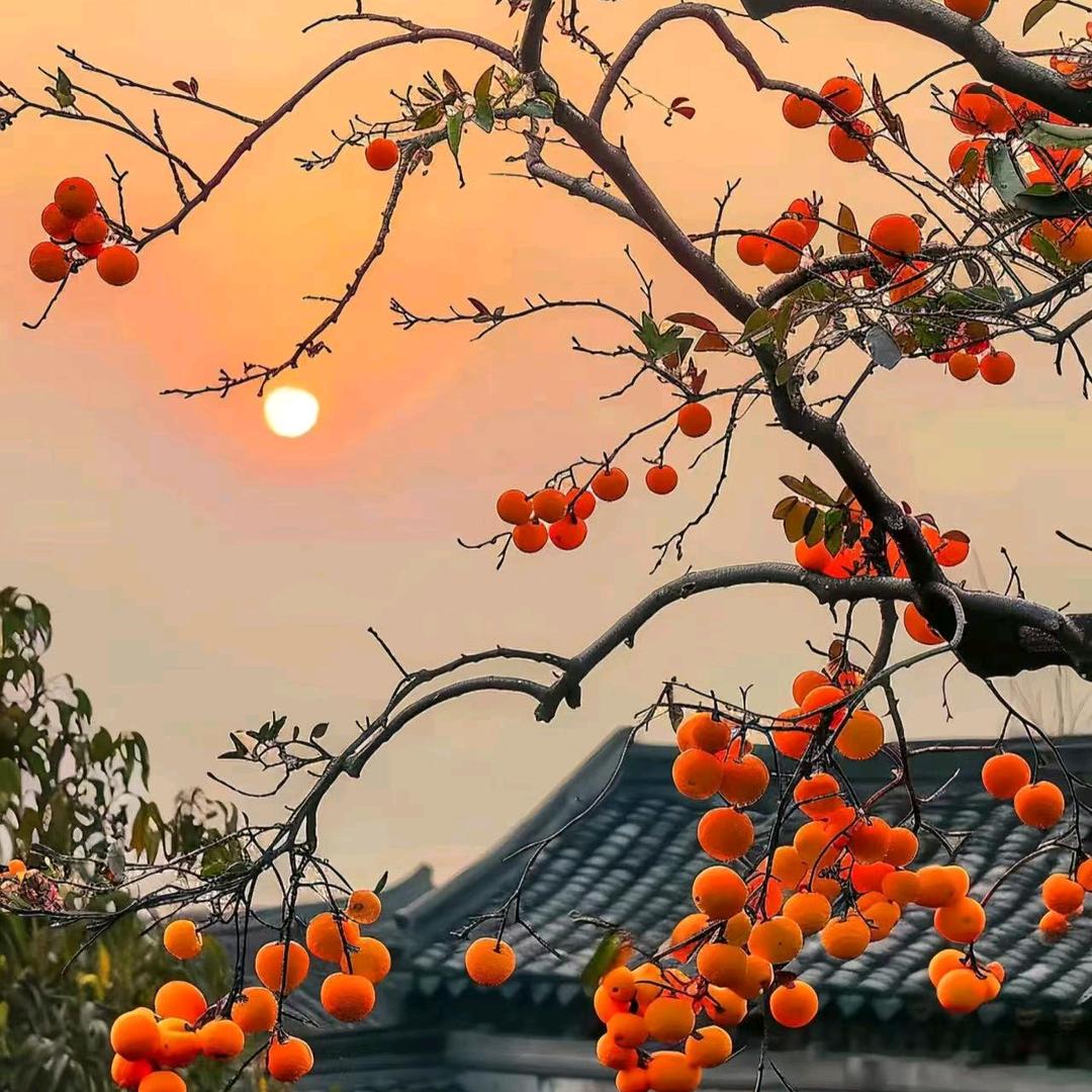 春暖花开🌸