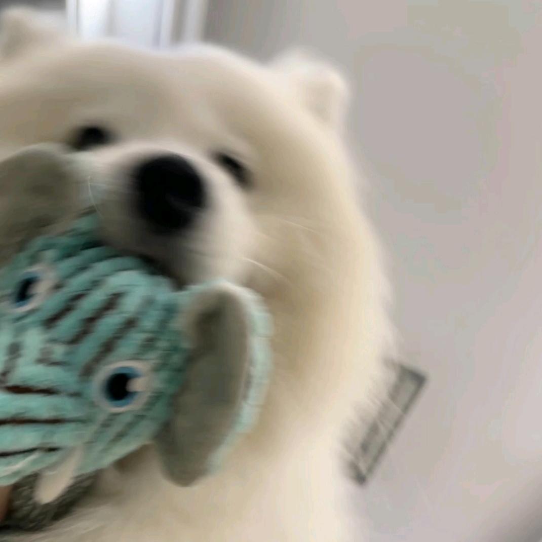 大白在吗