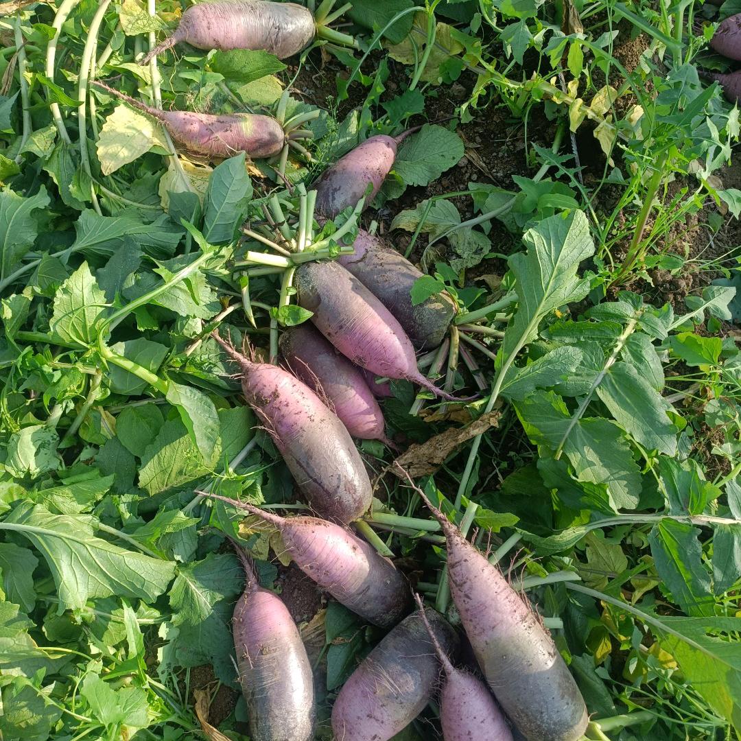 华伟冰激凌水果萝卜