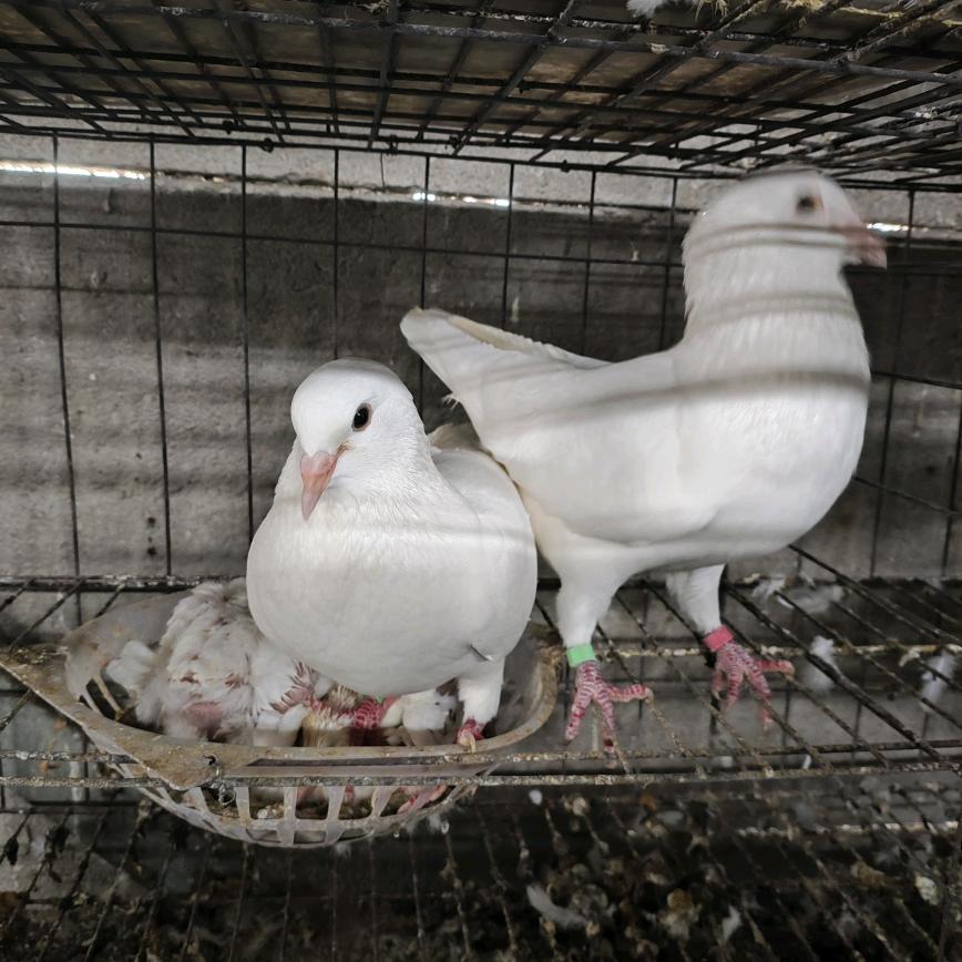 小姜鸽舍