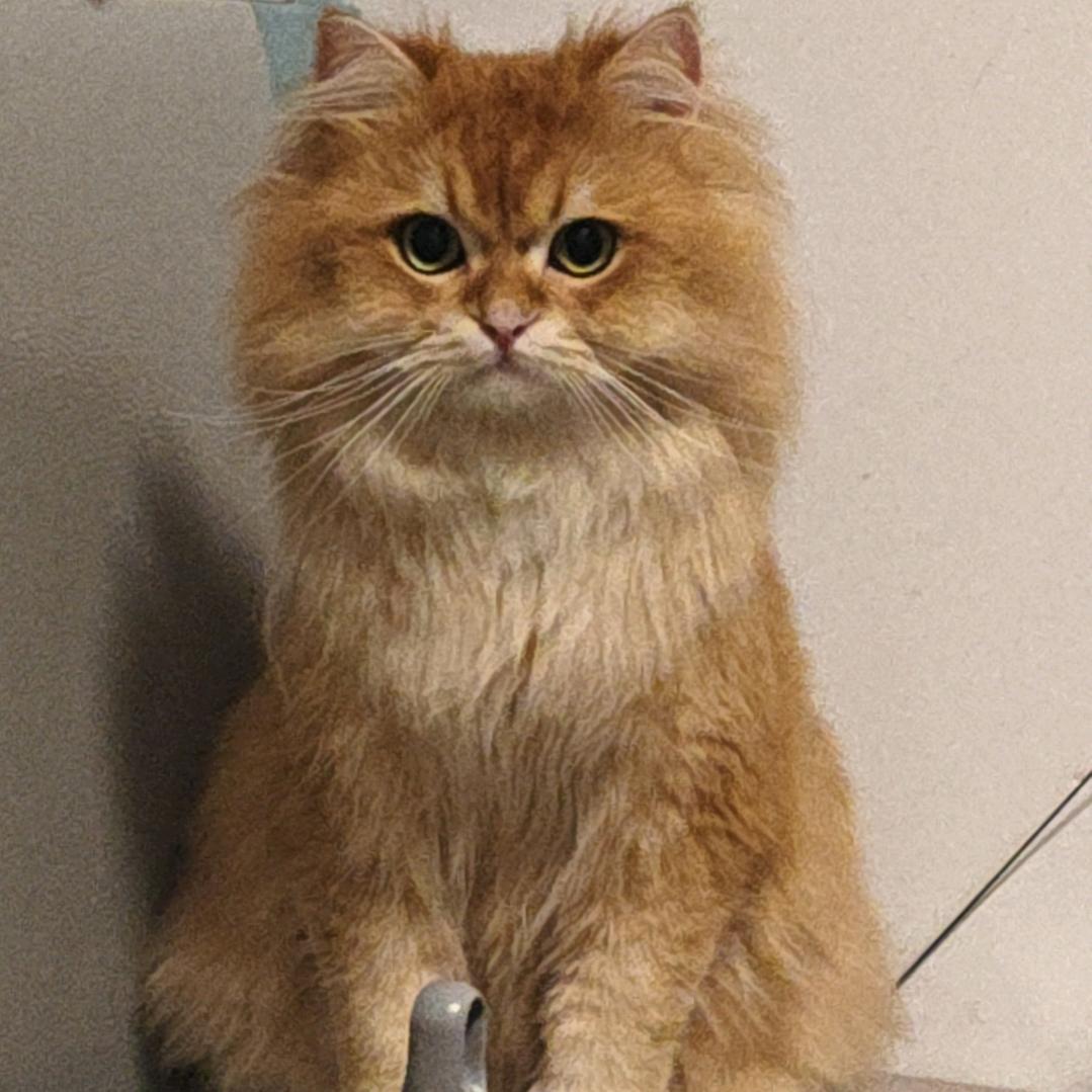 拾柒想当爵士豪猫