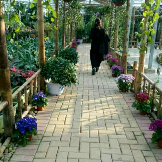 不知何事意  深浅两般红