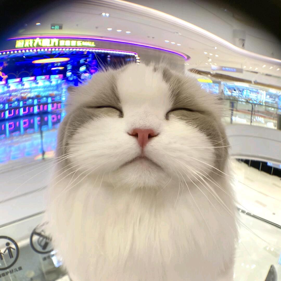 猫meme今天不喵了