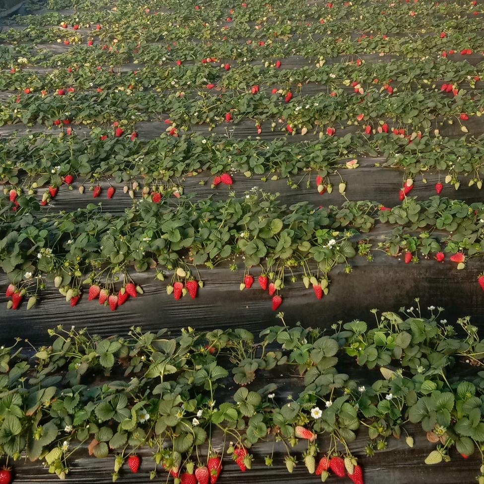 山东人在鄂尔多斯---蒋老汉