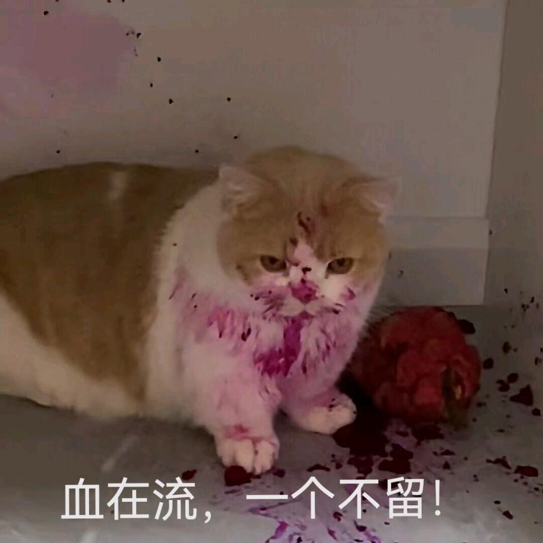 龙龙盖浇饭