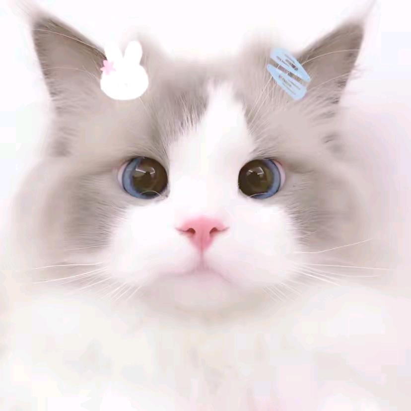 小猫气气